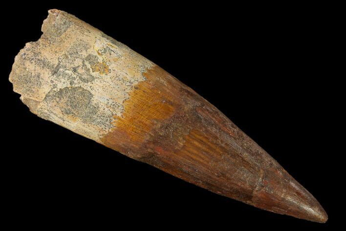 Bargain, Spinosaurus Tooth - Composite Tooth #160005